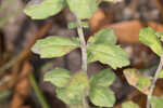 Florida calamint